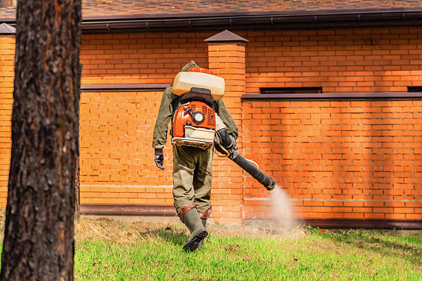 Trusted Ant Control service in St. Francis, MN - Nex Pest Control